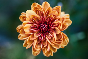 On a warm autumn day, a single fiery red and orange mum blooms in a garden at Arbor Day Lodge State Park in Nebraska City. - Nebraska Photograph