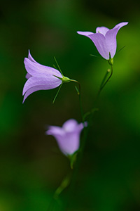 Bluebells sprout from the floor in a small stand of trees in the Painted Canyon in Theodore Roosevelt National Park. - North Dakota Photograph