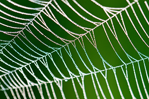 A spiderweb sparkles with dew drops like a string of diamonds early on a July morning in Theodore Roosevelt National Park. - North Dakota Photograph