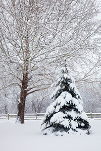 The trees at Platte River State Park in eastern Nebraska are covered with snow after a night of a gentle flakes. - Nebraska Photograph