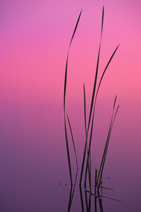 It was a calm evening at Mahoney State Park with the sun just below the horizon. The pinkish light was reflected off the clouds and then reflected and dispersed from the lake.  - Nebraska Photograph