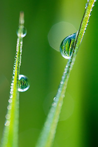 Dew drops cling to verdant blades of grass in the early morning at Theodore Roosevelt National Park. - North Dakota Photograph