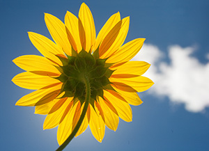 A plains sunflower turned toward the high mid-day sun. - Nebraska Photograph