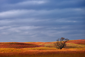 A single tree sits upon the sandhills at Ft. Niobrara National Wildlife Refuge. - Nebraska Photograph