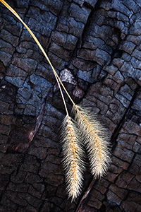 Prairie grasses rest against the burned out trunk of an old cedar at the Niobrara Preserve in Keha Paha county, Nebraska. - Nebraska Photograph