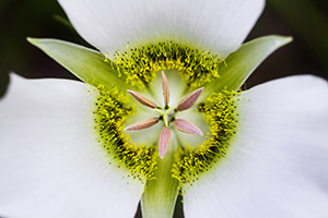 A single, delicate Mariposa Lily grows in the shade of some lodgepole pine trees in Jewel Cave National Park in South Dakota. - South Dakota Wildflower Photograph