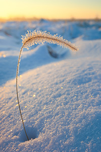 Ice coated grass pokes out from the recent snow at Boyer Chute National Wildlife Refuge. - Nebraska Landscape Photograph
