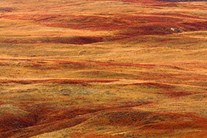 After an autumn rain, the grasses of the sandhills exhibit saturated warm hues. - Nebraska Photograph