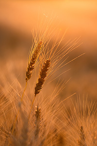 Wheat in a large field glows in the setting sun in eastern Nebraska. - Nebraska Nature Photograph