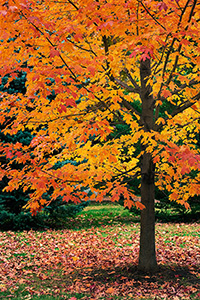 An maple tree turns fiery red and orange in the Autumn at Arbor Day Lodge State Park in Nebraska City, Nebraska. - Nebraska Photograph