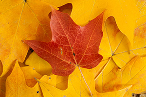 At Arbor Lodge State Park in Nebraska City, a red maple leaf lies prominantly on a bed of yellow leaves. - Nebraska Photograph