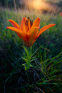 The setting sun shines through a Wild Lily growing on the side of a hill in Theodore Roosevelt National Park. - North Dakota Flower Photograph