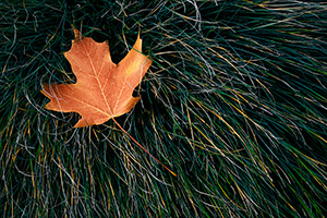The last autumn leaf to fall at the OPPD Arboretum rests in a bed of grass. - Nebraska Photograph