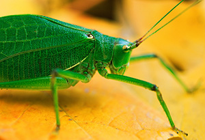 At Arbor Lodge State Park in Nebraska City, a katydid rests on auburn autumn maple leafs. - Nebraska Photograph