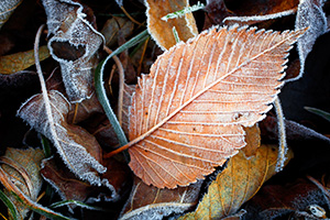 Fallen leaves and grass are encrusted with frost from the previous night. - Nebraska Photograph