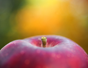 At Arbor Lodge State Park in Nebraska City, a red apple shines against a background of warm autumn yellows and oranges. - Nebraska Photograph