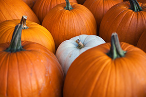 At a Nebraska orchard, a single white pumpkin among the vibrant orange. - Nebraska Photograph