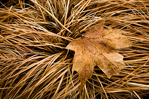 A lone leaf rests on a bed of grass yellowed from the winter. - Nebraska Photograph