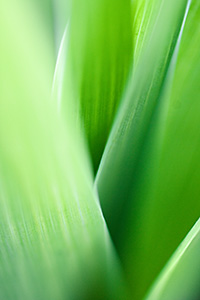 A close look at the green base of a White Fawn Lily at Schramm on a warm spring day. - Nebraska Photograph