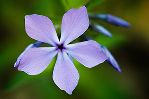 A phlox springs from the lush growth on the eastern hills of the forest at Fontenelle Forest in eastern Nebraska. - Nebraska Close-Up Photograph