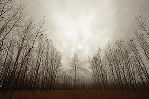 Trees stand at Boyer Chute National Wildlife Refuge on a melancholy winter evening. - Nebraska Photograph