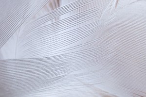 A close look at the patterns of three duck feathers resting on the ground at Schramm on a chilly winter day. - Nebraska Photograph