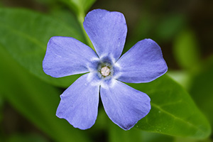 This blue phlox blossoms in early spring at Schramm State Recreation Area. - Nebraska Nature Photograph