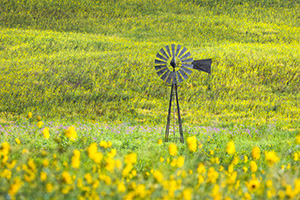 A scenic landscape photograph of a windmill surrounded by sunflowers in the sandhills of Nebraska. - Nebraska Photograph
