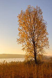 A scenic landscape photograph of an autumn Cottonwood over Walnut Creek in eastern Nebraska. - Nebraska Photograph