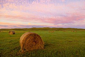 A scenic landscape photograph of hay bales under a beautiful sunrise in the sandhills of Nebraska. - Nebraska Photograph