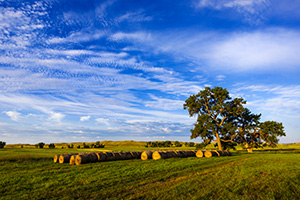 A scenic landscape photograph of hay bales and a group of trees in the sandhills of Nebraska. - Nebraska Photograph