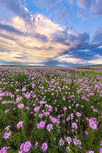 A scenic landscape photograph of wildflowers growing in the sandhills of Nebraska. - Nebraska Photograph