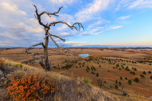 A scenic landscape photograph of a tree high on a butte at Fort Robinson State Park in Northwestern Nebraska. - Nebraska Landscape Photograph