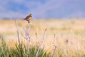 A nature photograph of a western meadowlark on a sage bush at Fort Robinson State Park, Nebraska. - Nebraska Photograph