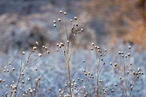 Nature photograph of snow on old sunflowers at DeSoto National Wildlife Refuge, Nebraska. - Nebraska Photograph