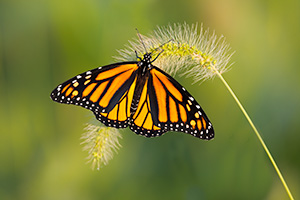 A Nebraska wildlife photograph of a monarch butterfly resting on grass. - Nebraska Photograph