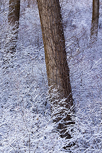 Scenic landscape photograph of snow in a forest at DeSoto National Wildlife Refuge, Nebraska. - Nebraska Photograph