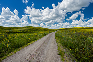 A scenic landscape photograph of a road winding through the sandhills covered in sunflowers. - Nebraska Sandhills Photograph