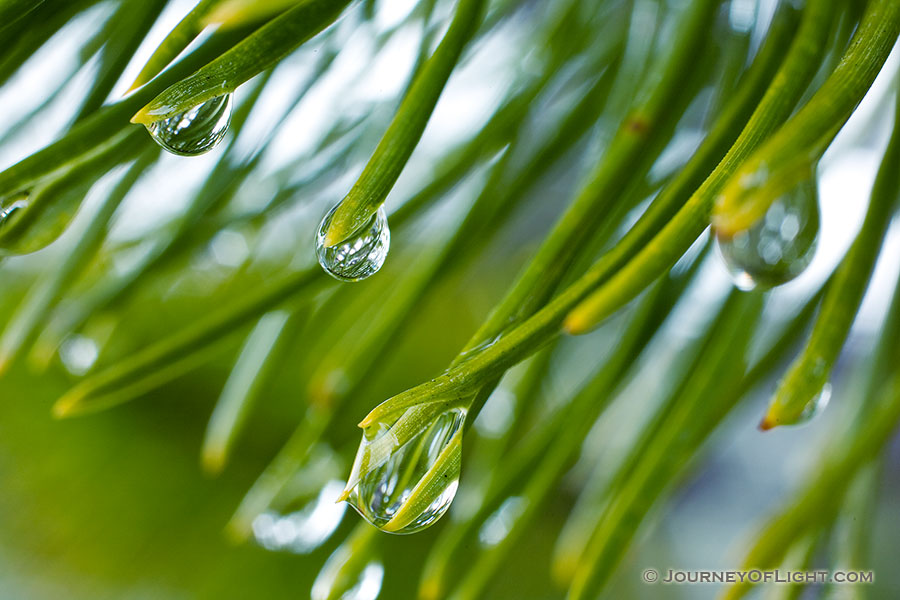 The cool spring rain forms drops on a pine tree. - Banff Photography