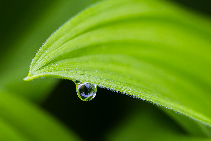 A nature photograph of a drop of rain on corn lily in Glacier National Park, Montana. - Glacier Photography