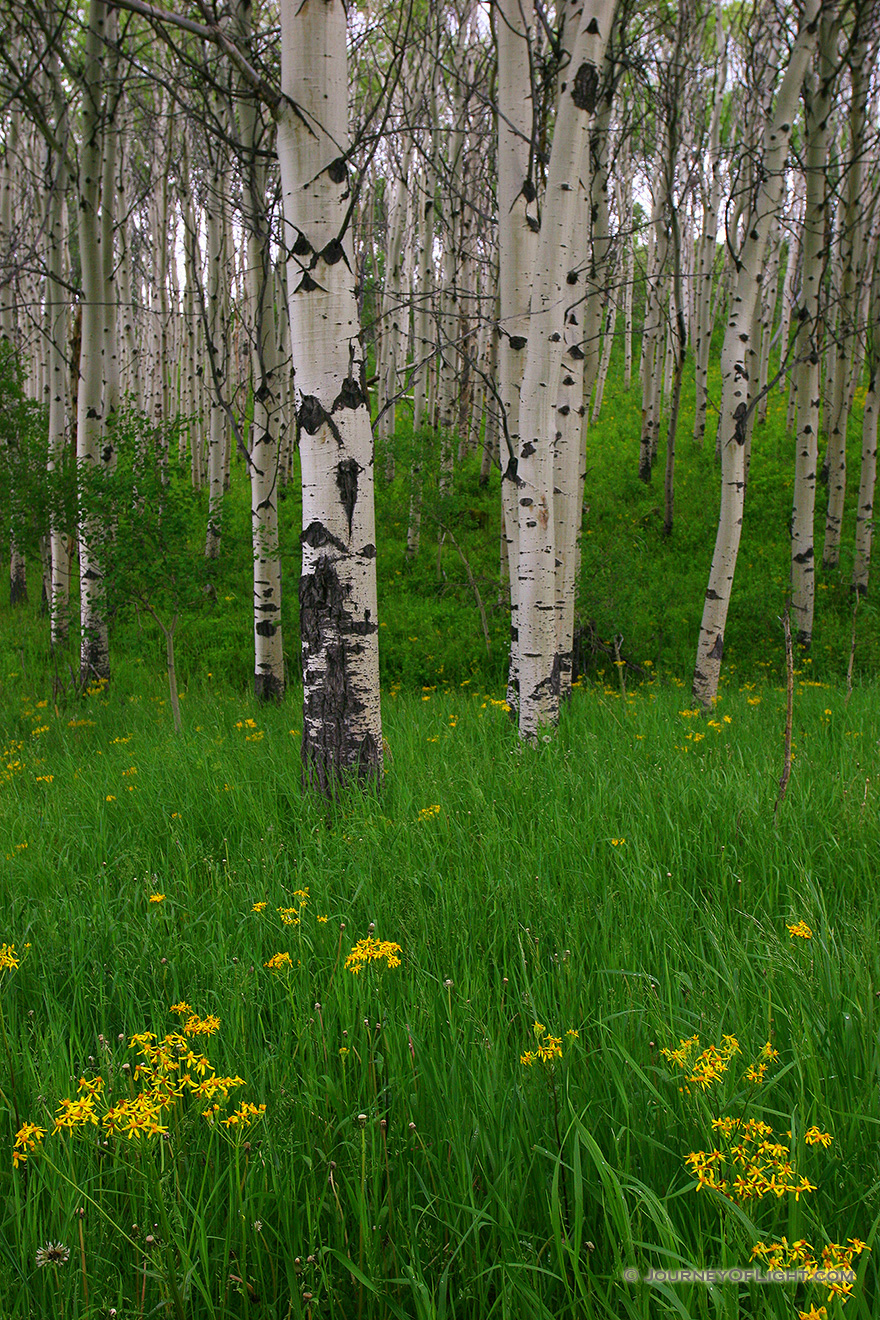 A grove of aspens and wildflowers in Montana. - Montana Picture