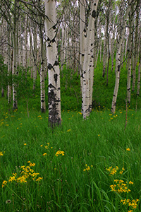 A grove of aspens and wildflowers in Montana. - Rockies Photograph