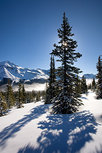 Near the Peyto Lake overlook, a recent snow covers the ground while the sun shines through a large pine tree. - Canada Photograph