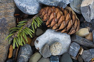 A pine cone and some rocks create a collage of small patterns. - Canada Photograph