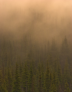 Fog descends on a pine forest in Glacier National Park, Montana. - Canada Photograph