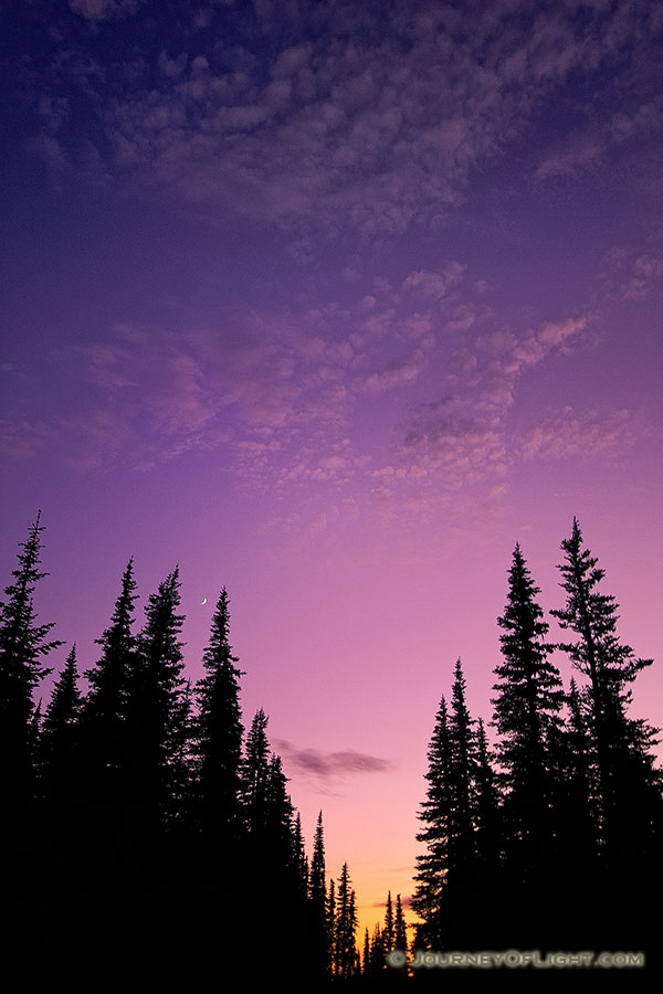 At Hurricane Ridge at Olympic National Park, Washington the crescent moon rose out of a beautiful sunset above the pine trees. - Pacific Northwest Photography