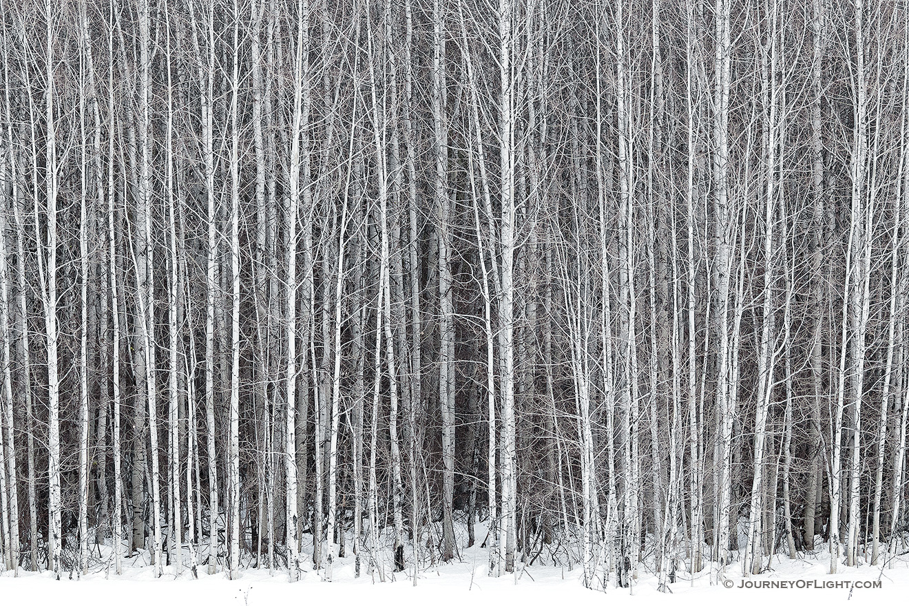 A stand of aspens stands among the snow along the road to Stevens Pass in the Wenatchee National Forest. - Pacific Northwest Picture