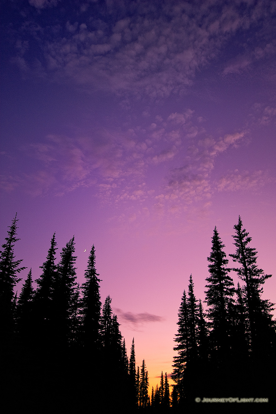 At Hurricane Ridge at Olympic National Park, Washington the crescent moon rose out of a beautiful sunset above the pine trees. - Pacific Northwest Picture