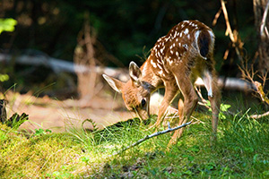 One of two very young fawns I saw playing with their mother while traveling through Mt. Rainier National Park. - Pacific Northwest Photograph