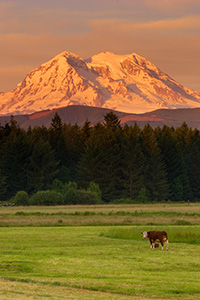Several cows guard Mt. Rainier during a spectacular sunset. - Pacific Photograph
